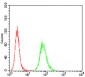 ATG5 Antibody